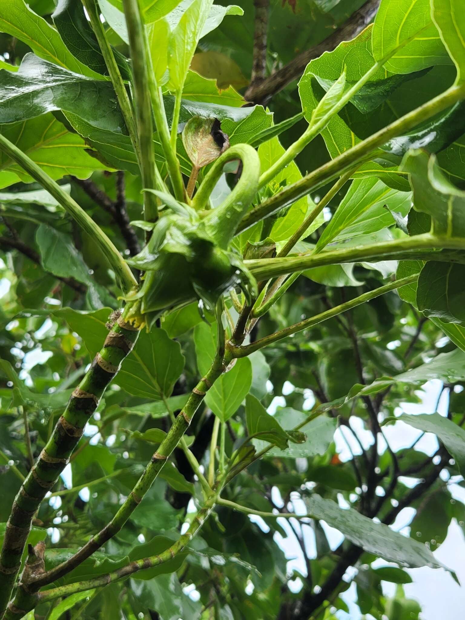 Image of burr daisytree