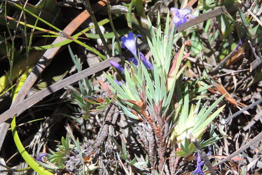 Image of Nivenia fruticosa (L. fil.) Baker