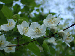 Image of streambank mock orange