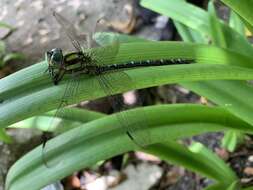 Image of Remartinia secreta (Calvert 1952)