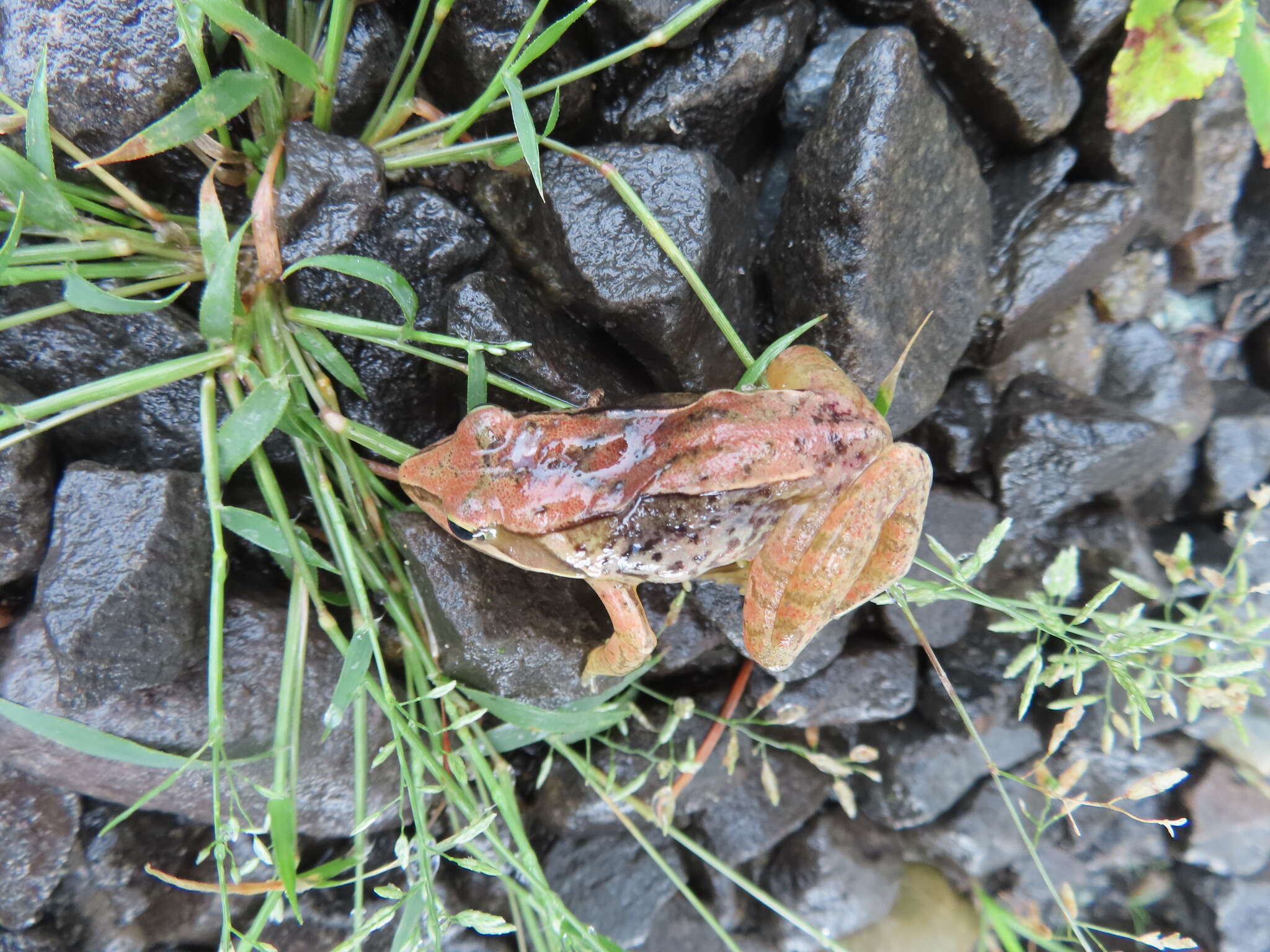 Image of Japanese Brown Frog
