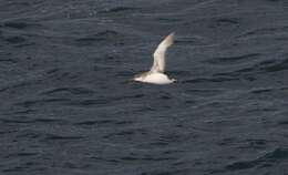 Image of Fluttering Shearwater