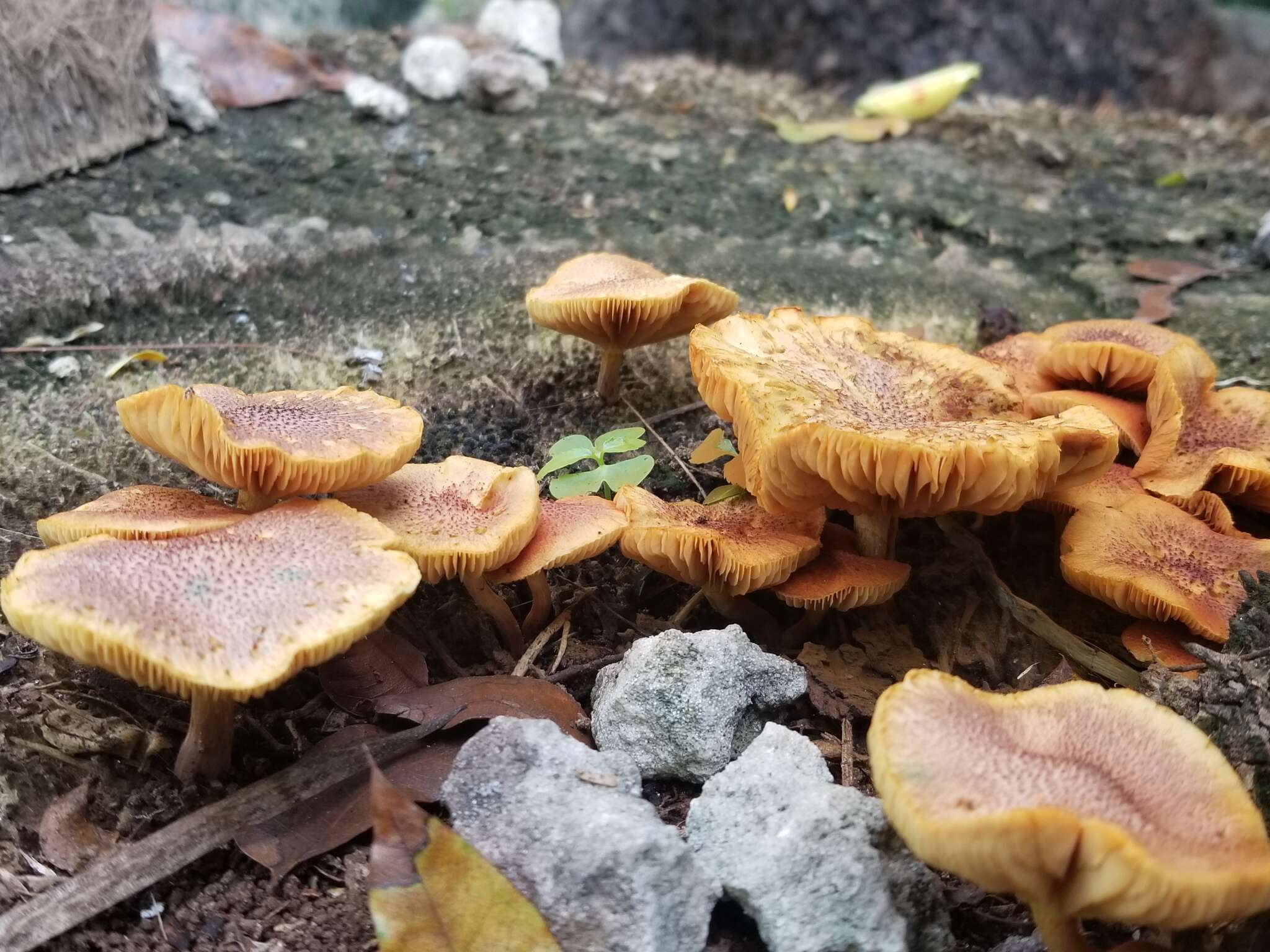 Image of Gymnopilus cyanopalmicola Guzm.-Dáv. 2006