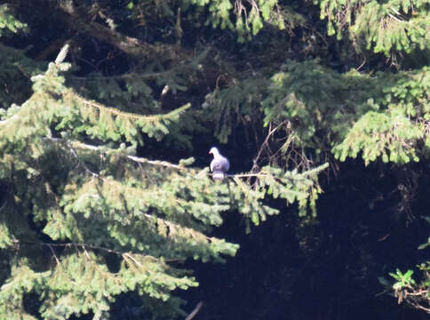 Image of Long-toed Pigeon