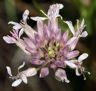 Слика од Thelypodium integrifolium subsp. complanatum Al-Shehbaz