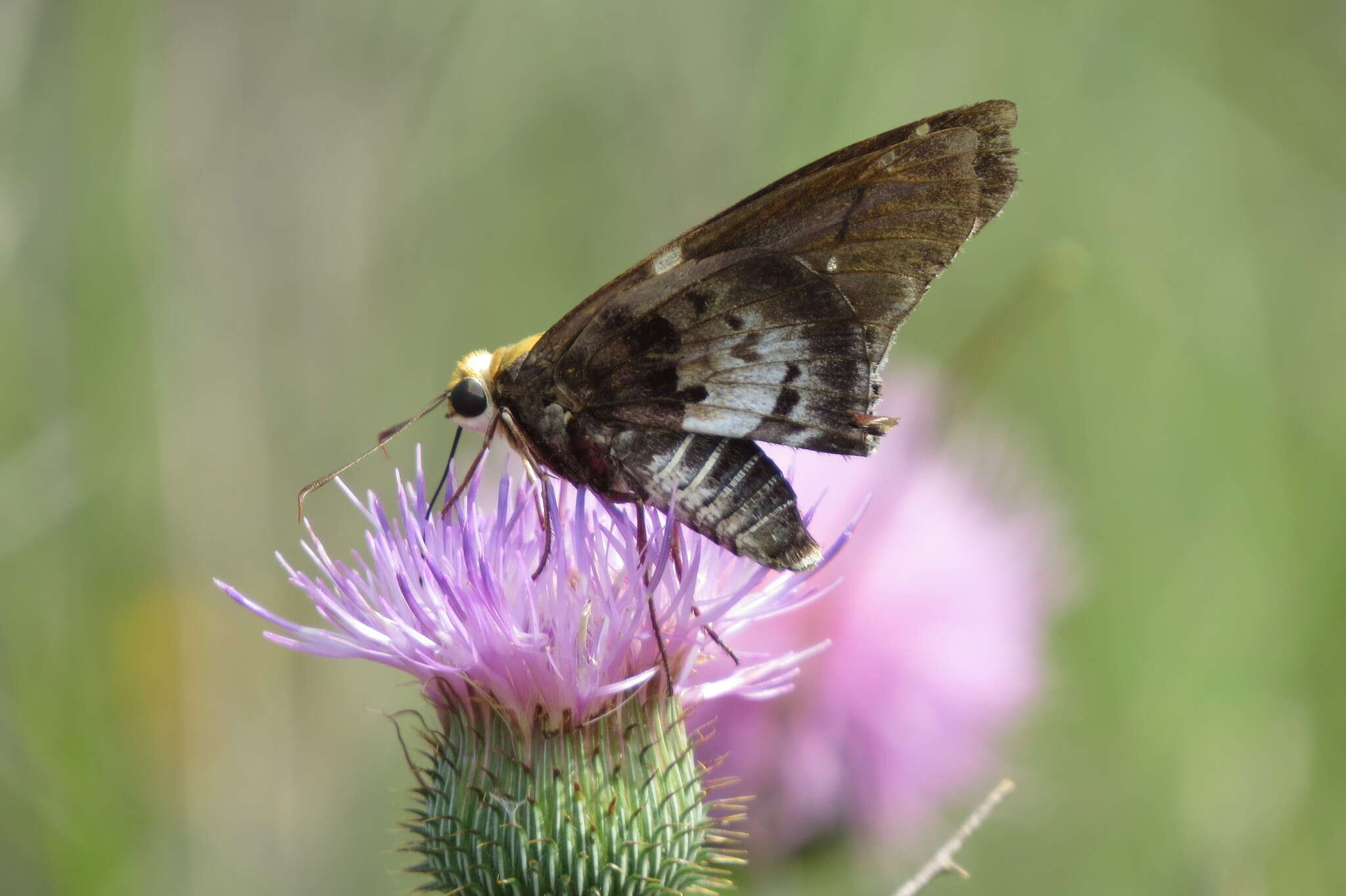 Image of Mercurial Skipper