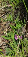 Слика од Lathyrus palustris subsp. pilosus (Cham.) Hulten