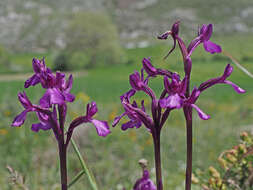 Image of Anacamptis boryi (Rchb. fil.) R. M. Bateman, Pridgeon & M. W. Chase