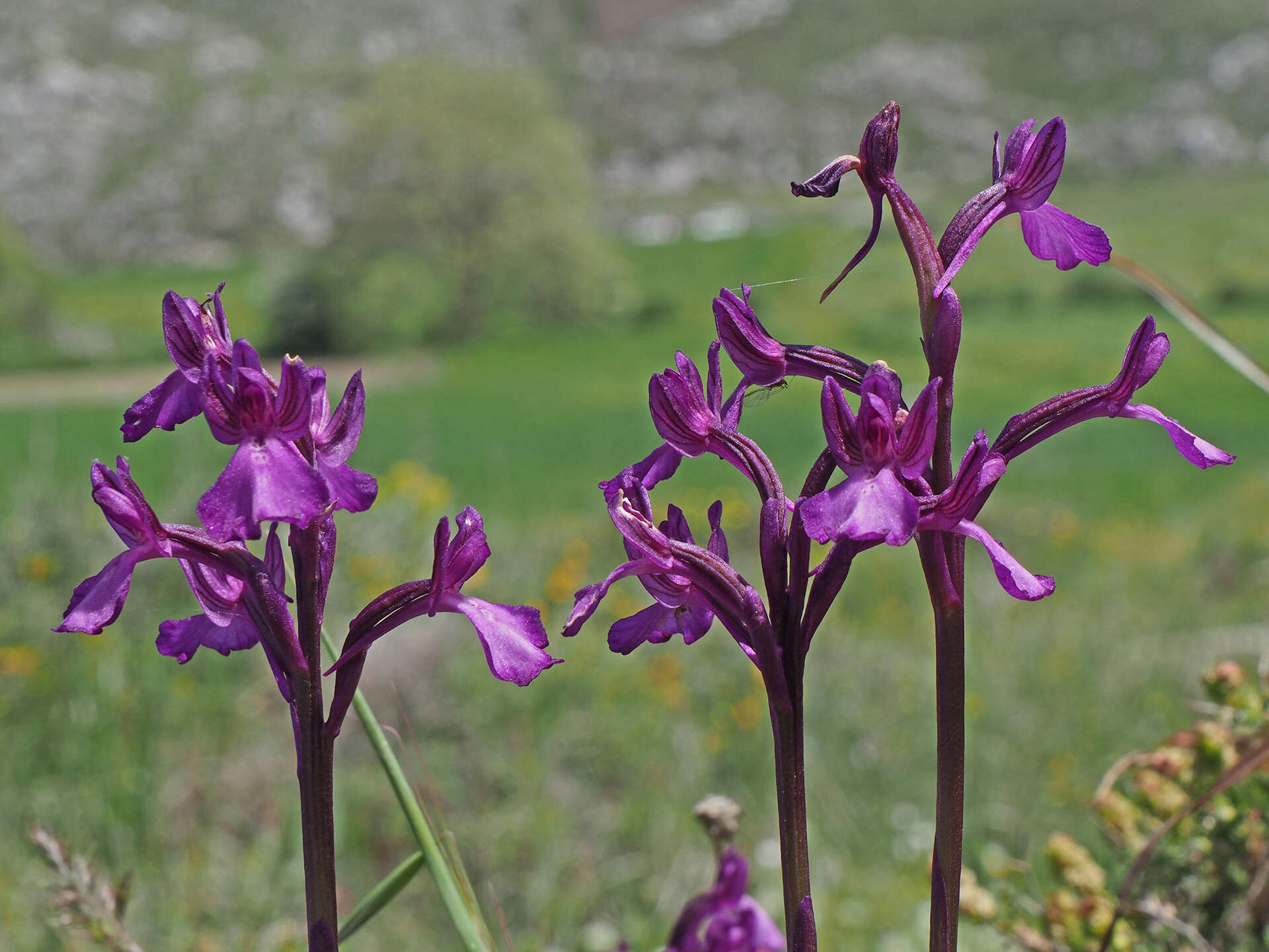 Image of Anacamptis boryi (Rchb. fil.) R. M. Bateman, Pridgeon & M. W. Chase