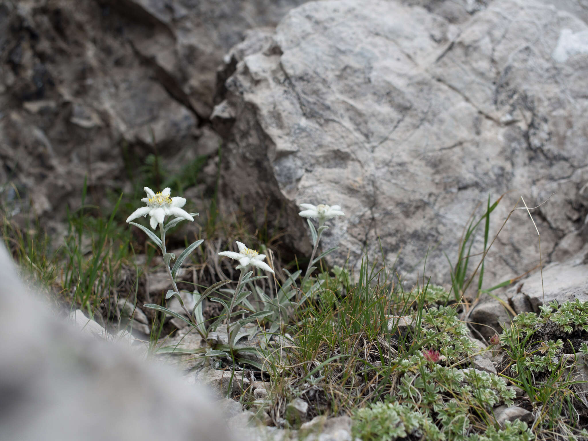 صورة Leontopodium nivale subsp. alpinum (Cass.) Greuter