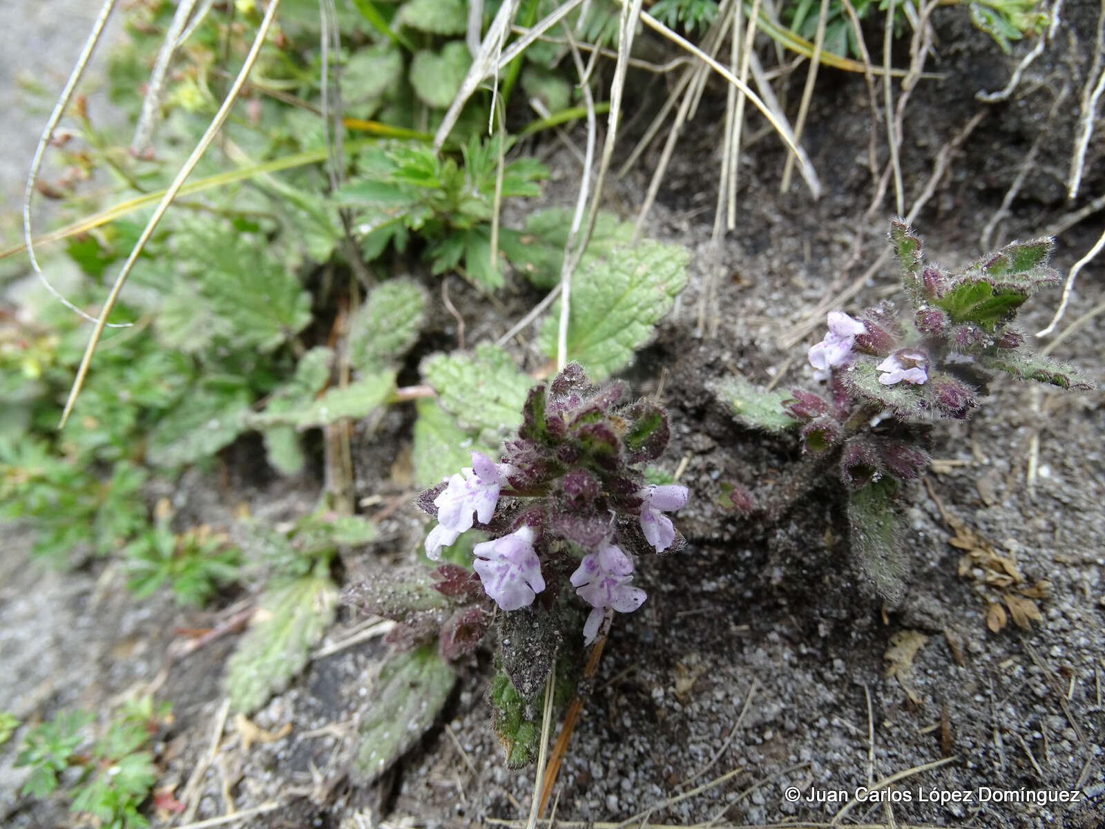 Stachys eriantha Benth.的圖片