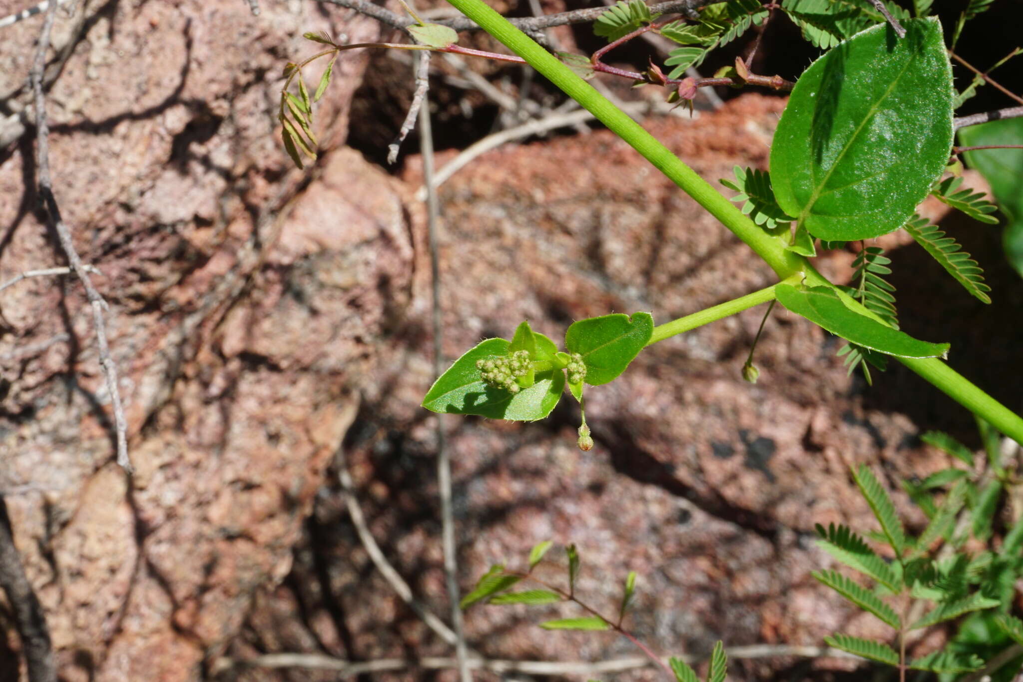 Imagem de Boerhavia gracillima Heimerl