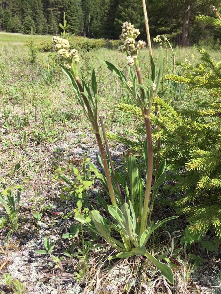 Image of <i>Valeriana <i>edulis</i></i> var. edulis