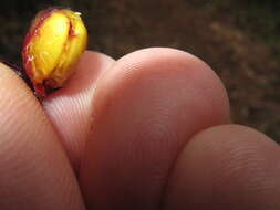 Image of California buckthorn