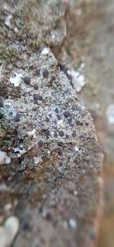 Image of catillaria lichen