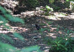 Turdus merula mauritanicus Hartert 1902 resmi