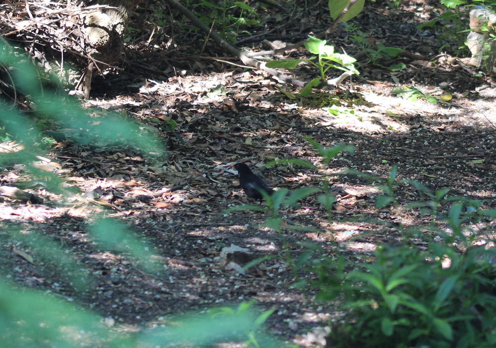 Turdus merula mauritanicus Hartert 1902的圖片