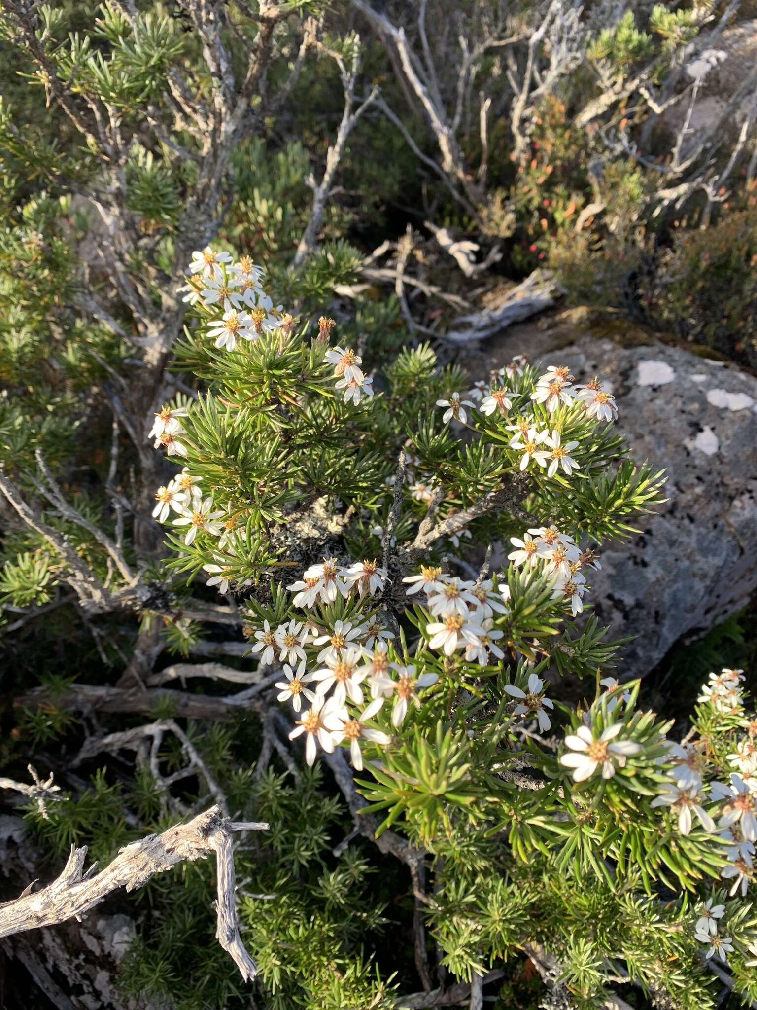 Image of prickly alpine daisybush