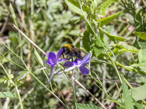 Image of Bombus sylvestris (Lepeletier 1832)