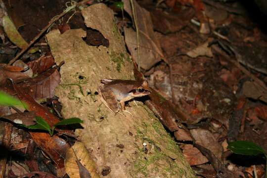 Image de Aglyptodactylus Boulenger 1918