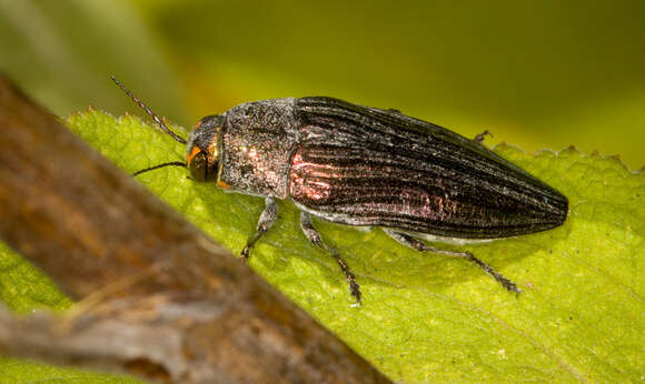 Image de Buprestis subornata (Le Conte 1860)