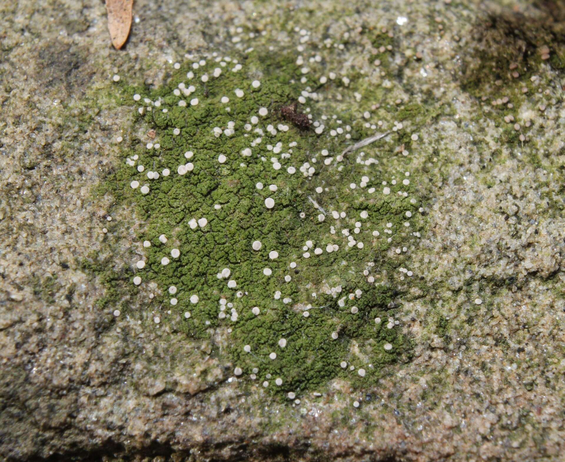 Plancia ëd Bacidina delicata (Larbal. ex Leight.) V. Wirth & Vezda