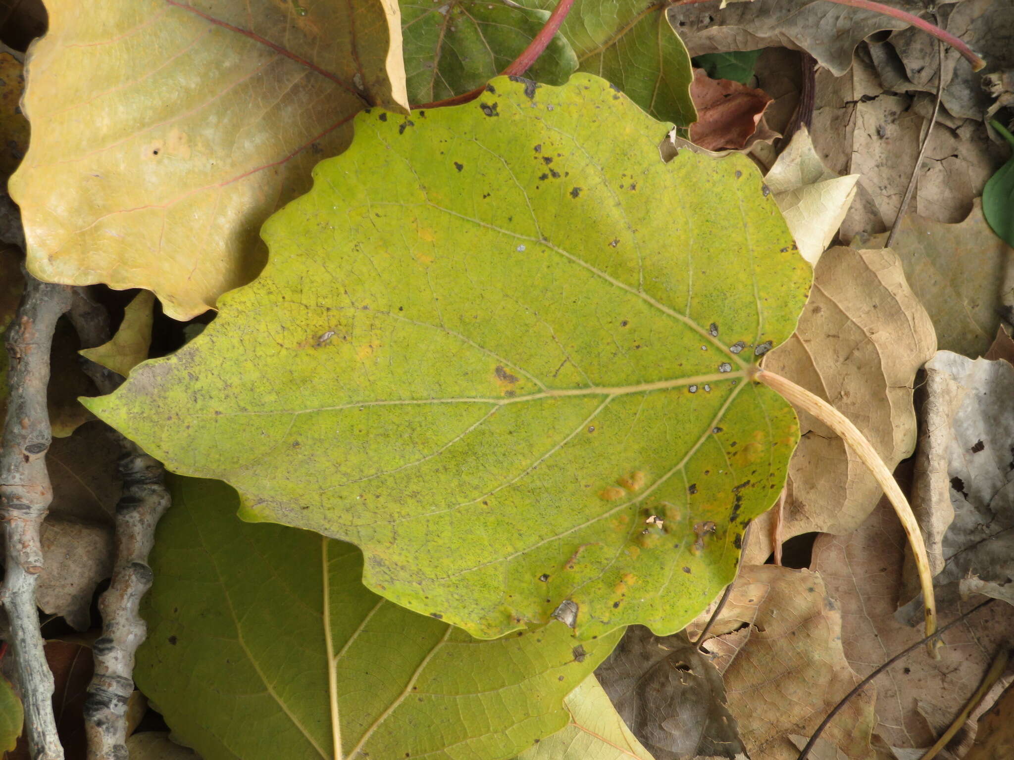 Image of Chinese white poplar