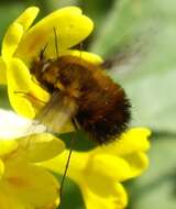 Image of Dotted bee-fly