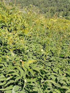 Imagem de Sanguisorba alpina Bunge