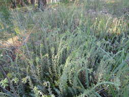 Image de Petrosedum orientale