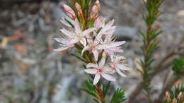 Image of Calytrix tetragona Labill.