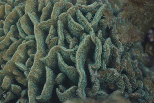 Image of leaf coral