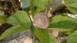 Image of Furry Hair Snail