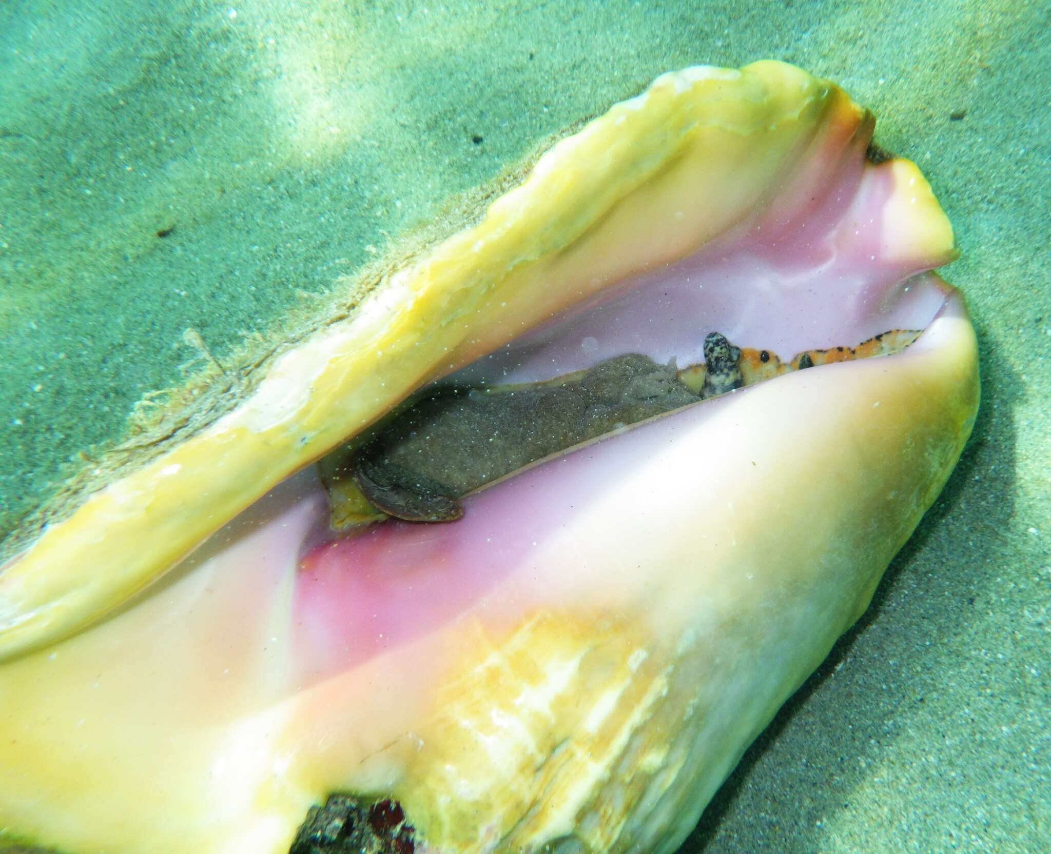 Image of Pink Conch