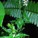 Image of Polygala aparinoides Hook. & Arn.