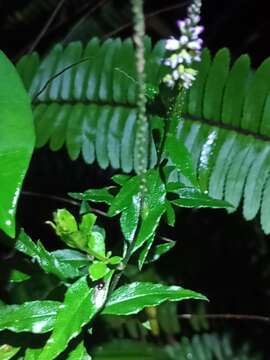 Image of Polygala aparinoides Hook. & Arn.