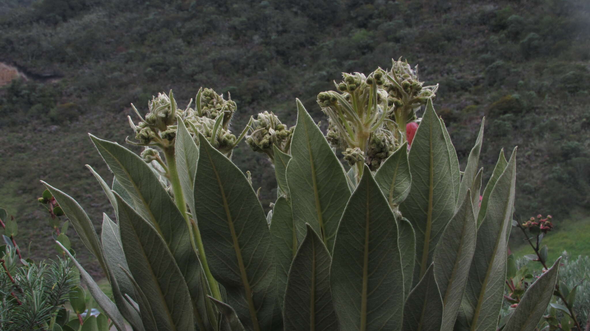 Image of Espeletia rabanalensis (S. Díaz & Rodr.-Cabeza) Mavárez