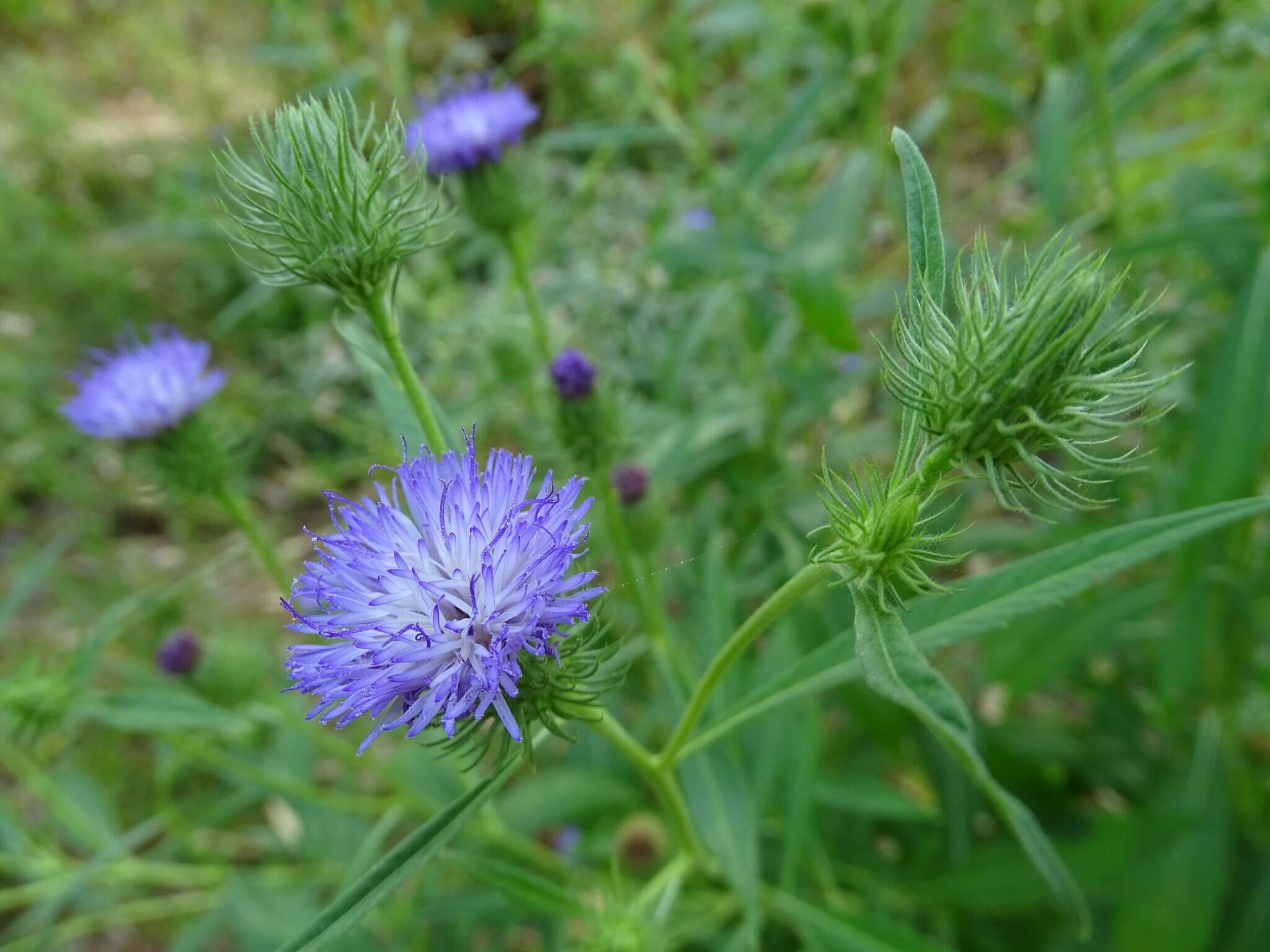 Imagem de Vernonia galamensis (Cass.) Less.