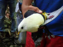 Image of Banded Fruit Dove