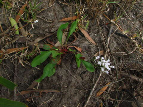 Image of Limonium brasiliense (Boiss.) O. Kuntze