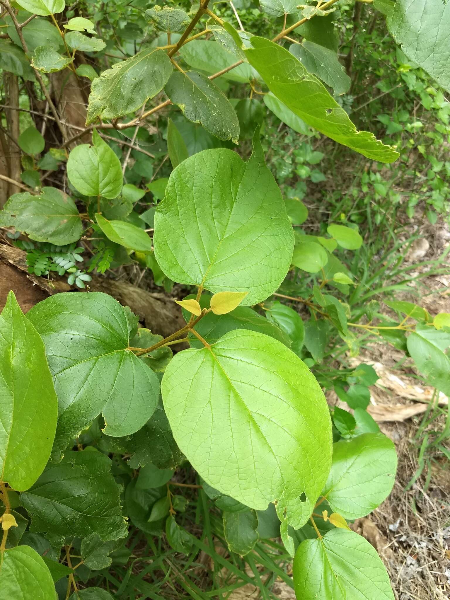 Imagem de Premna tomentosa Willd.