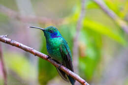 Image of Lesser Violetear