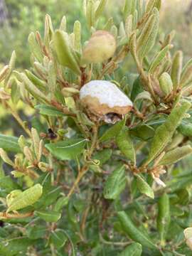 Image of Exobasidium ferrugineae Minnis, A. H. Kenn. & N. A. Goldberg 2012