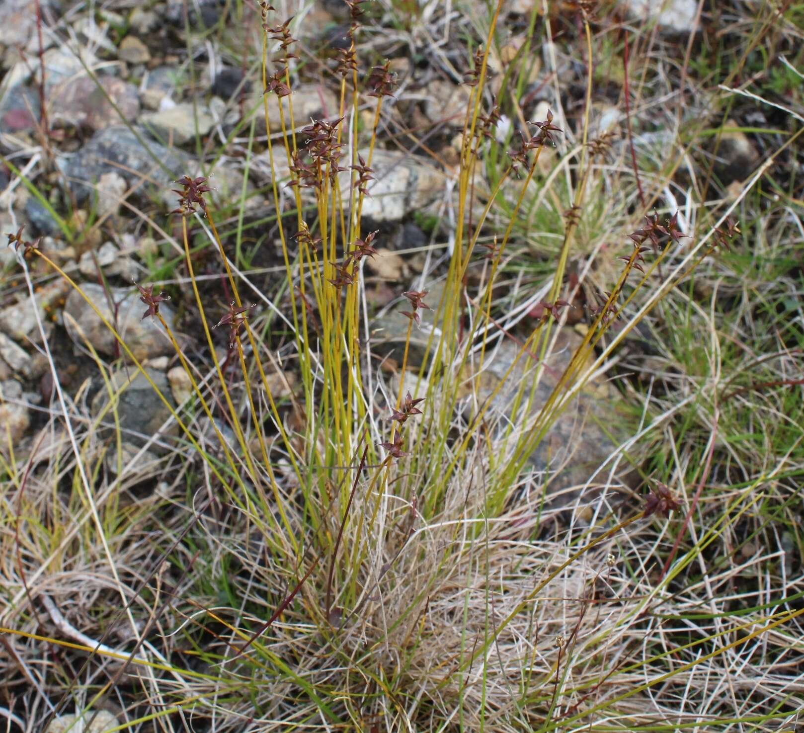 Слика од Carex parallela subsp. redowskiana (C. A. Mey.) T. V. Egorova