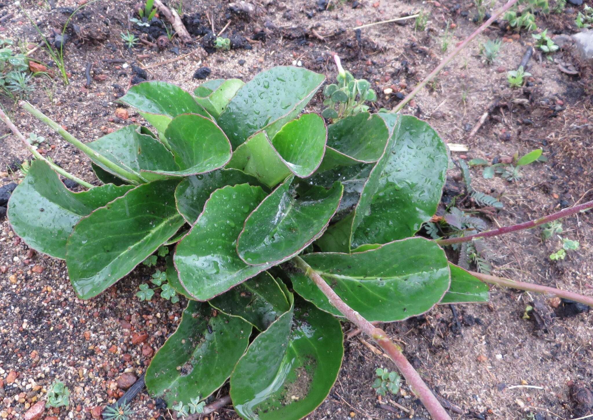 Gerbera crocea (L.) Kuntze的圖片