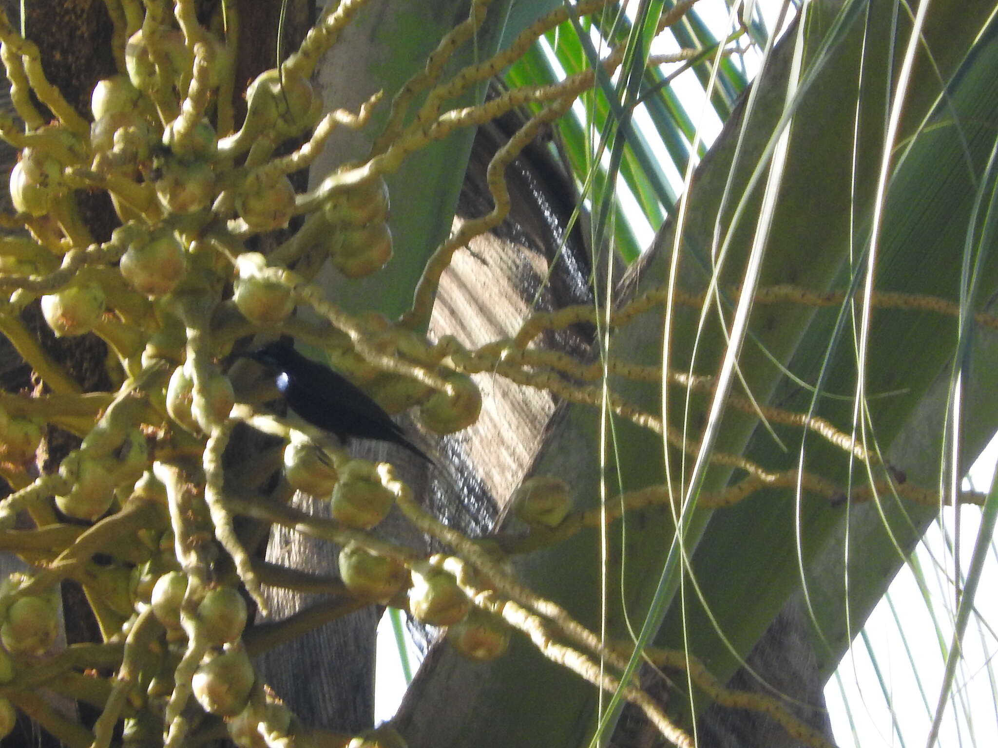 Image of Green-throated Sunbird