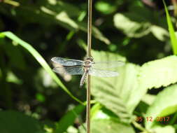 Image of Beaverpond Baskettail