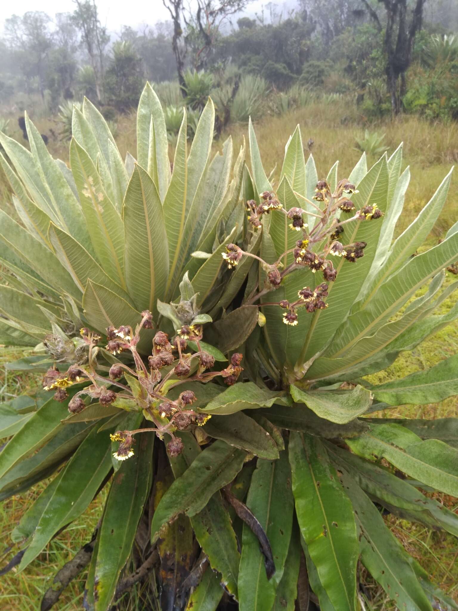 Image de Espeletia uribei Cuatrec.