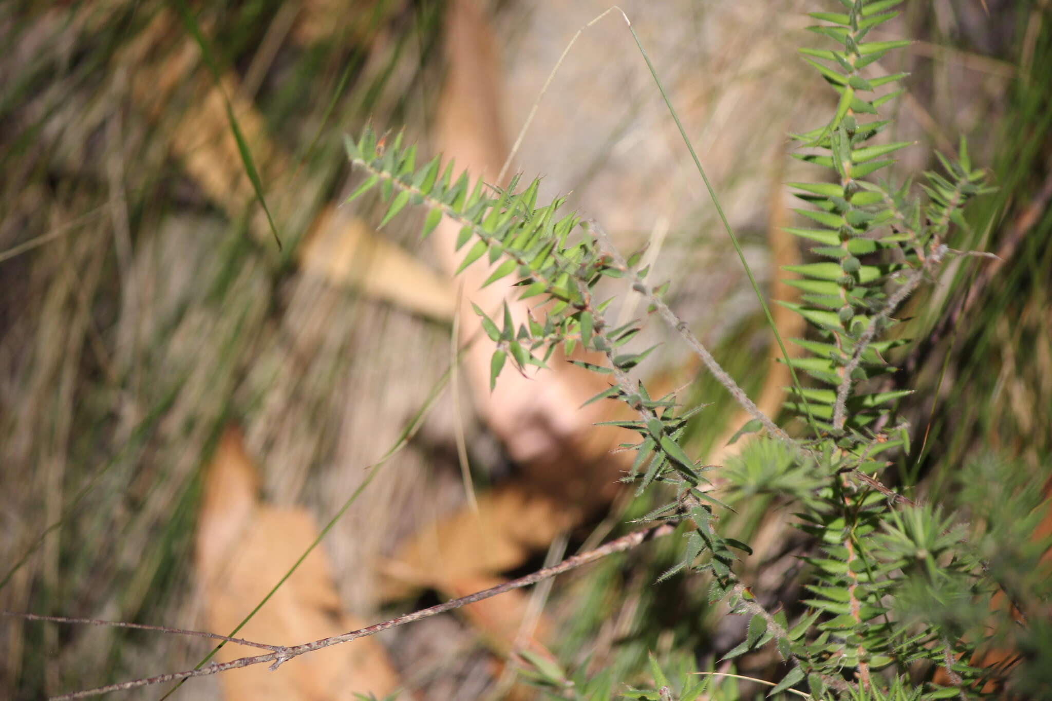 Sivun Acrotriche fasciculiflora (Regel) Benth. kuva