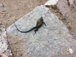 Image of Many-lined Whiptail